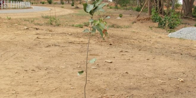 Montes Claros - Prefeitura de Montes Claros realizará o plantio de 10 mil mudas na cidade