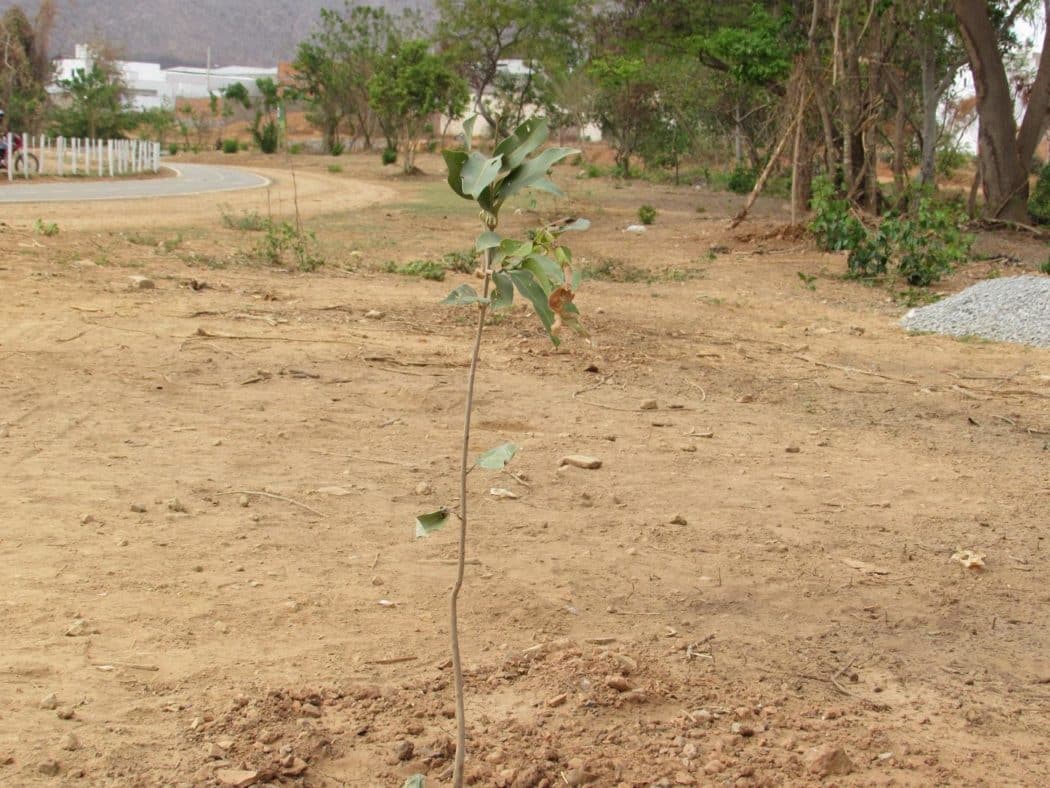 Montes Claros - Parque Antônio Jorge ganhou 100 mudas no Dia da Árvore