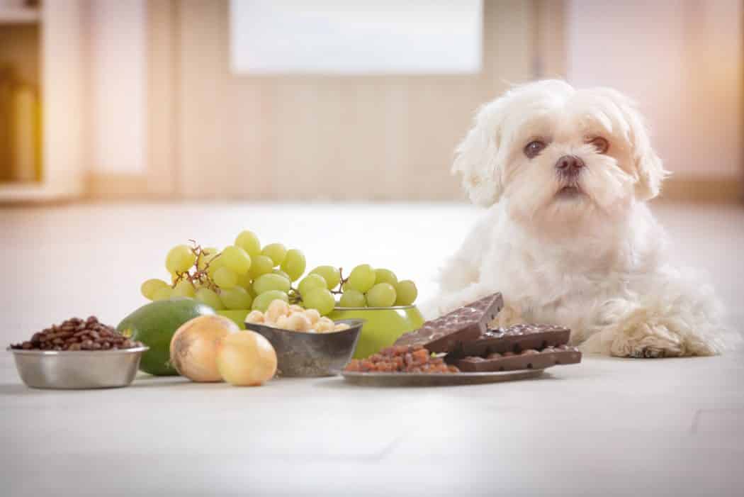 Conheça 12 alimentos e plantas caseiras que são prejudiciais aos pets