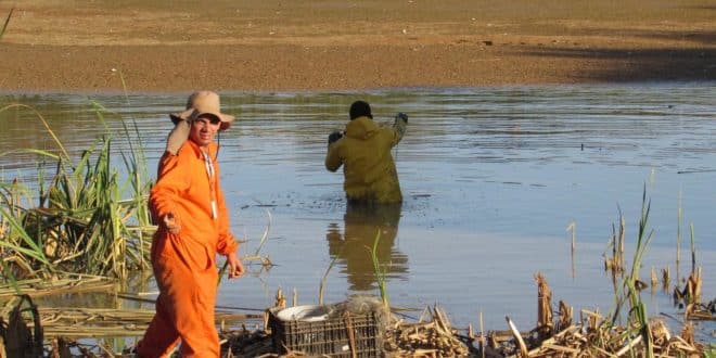 Montes Claros - Mais de 500 animais aquáticos são retirados do Córrego do Cintra; trabalho também é feito no Belvedere