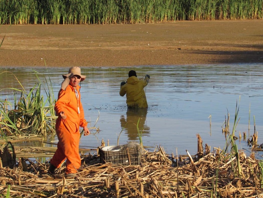 Montes Claros - Mais de 500 animais aquáticos são retirados do Córrego do Cintra; trabalho também é feito no Belvedere
