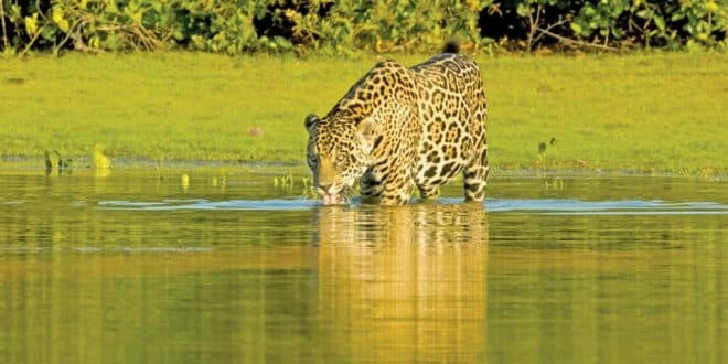 Smithsonian Channel apresenta as primeiras atrações produzidas no Brasil