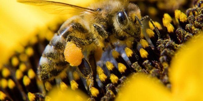 Agrotóxico utilizado contra fungos também pode matar abelhas