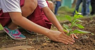 Montes Claros - Dia da Árvore será comemorado com plantio de mudas em Montes Claros