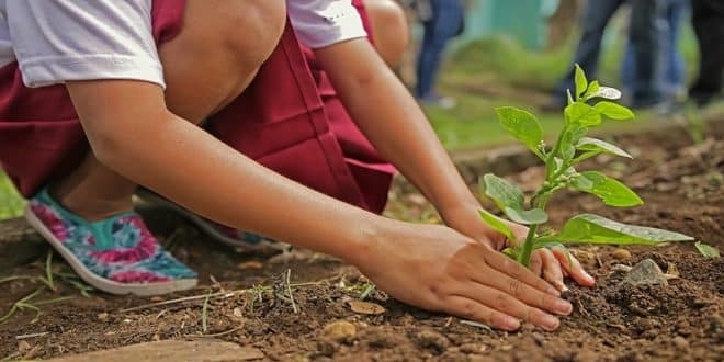 Montes Claros - Dia da Árvore será comemorado com plantio de mudas em Montes Claros