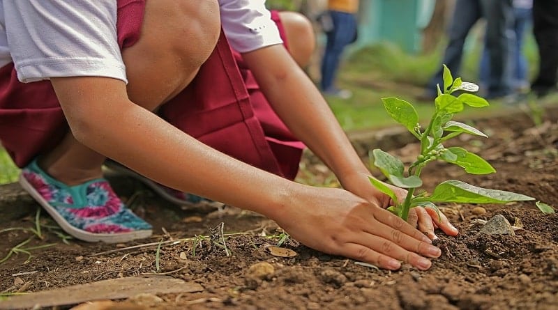 Montes Claros - Dia da Árvore será comemorado com plantio de mudas em Montes Claros