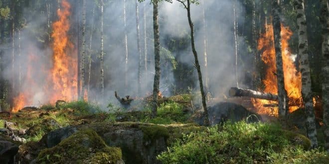 MG - Queimadas em Minas Gerais; Bombeiros atuam para combater chamas em todo o estado