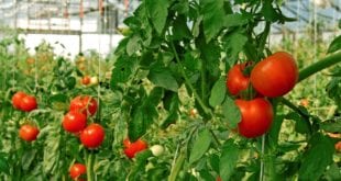 Saúde - Deficiência de nutrientes é desafio para produtores de tomate, alerta gerente da Brandt do Brasil