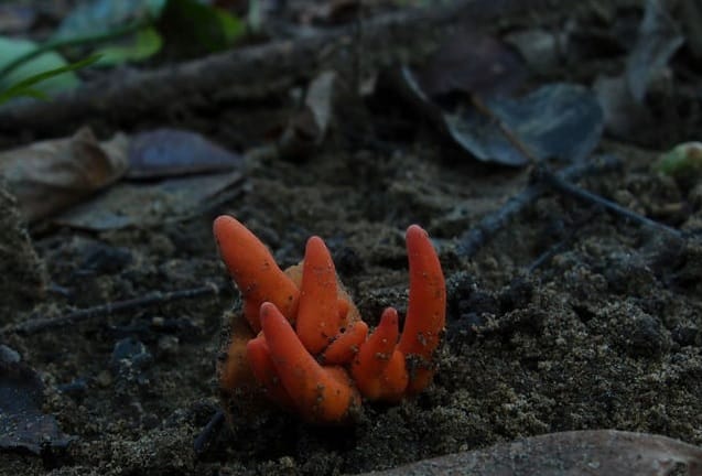 Cientistas encontram novo fungo capaz de matar em um toque