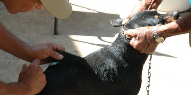 Montes Claros - Prefeitura intensifica vacinação contra a raiva em animais, após a confirmação de um caso de raiva em um morcego recolhido na região central da cidade