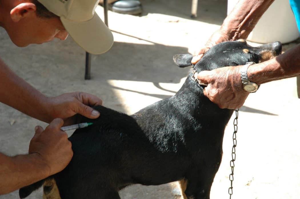Montes Claros - Prefeitura intensifica vacinação contra a raiva em animais, após a confirmação de um caso de raiva em um morcego recolhido na região central da cidade