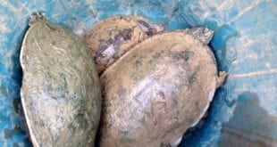 Montes Claros - Resgate de espécies aquáticas continua no Córrego do Cintra