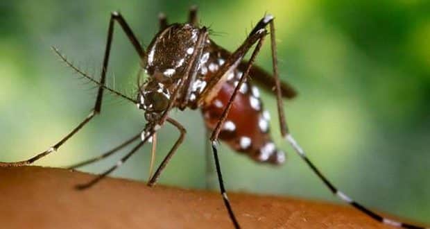 Montes Claros - Índice de infestação do Aedes Aegypti em Montes Claros
