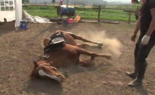 Cavalo se finge de morto quando tentam montá-lo e vídeo viraliza; assista