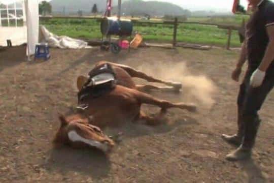 Cavalo se finge de morto quando tentam montá-lo e vídeo viraliza; assista