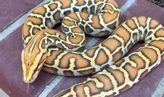 Tiro sai pela culatra, bandidos roubam mala cheia de cobras raras
