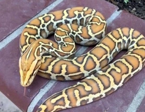Tiro sai pela culatra, bandidos roubam mala cheia de cobras raras