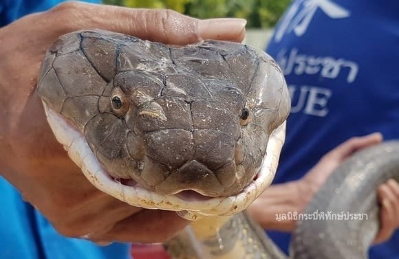 Cobra de 15 quilos é capturada dentro de tubulação de esgoto