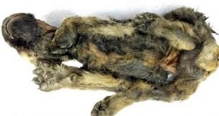 Corpo de animal que tem 18 mil anos é encontrado na Sibéria