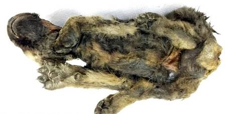 Corpo de animal que tem 18 mil anos é encontrado na Sibéria