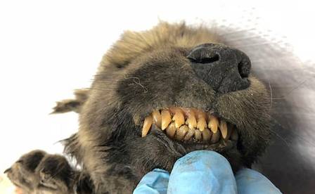 Corpo de animal que tem 18 mil anos é encontrado na Sibéria