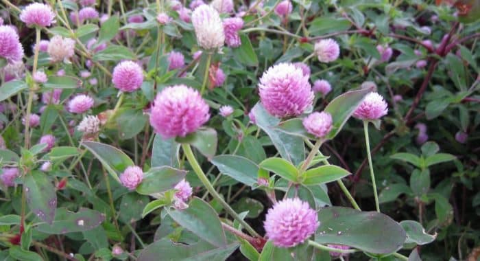 Aluno da UFMG cria guia de identificação de plantas daninhas, disponível gratuitamente na internet