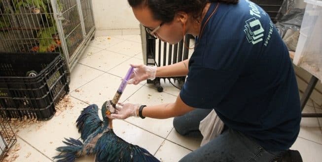 MG - Resgate de animais silvestres bate recorde em Minas Gerais