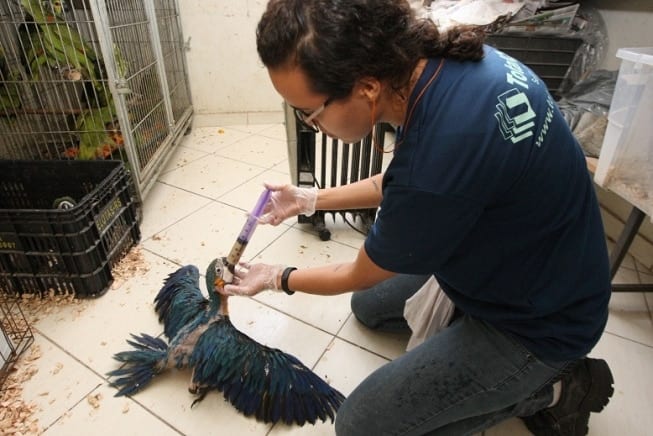 MG - Resgate de animais silvestres bate recorde em Minas Gerais
