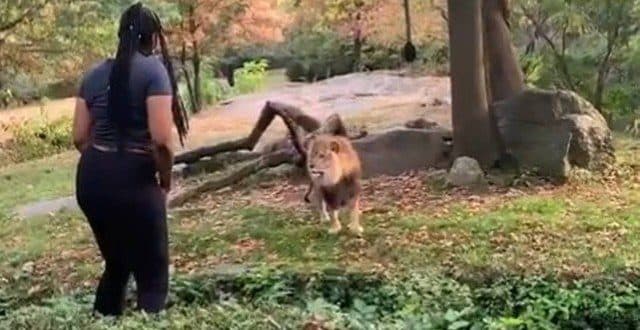 Mulher invade área de leões em Zoológico e ainda desafia polícia