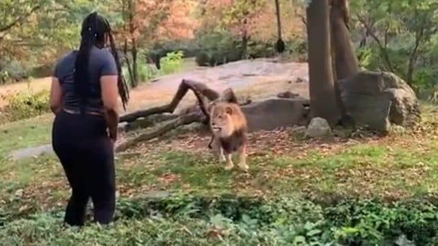 Mulher invade área de leões em Zoológico e ainda desafia polícia