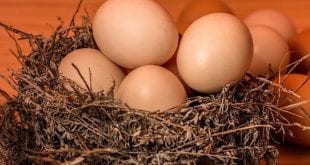 Homem morre após topar desafio de comer 40 ovos