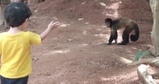 Montes Claros - Macaco foge de zoológico e vai parar em escola no bairro Morada do Parque - Foto: Lucyonara Paraíso