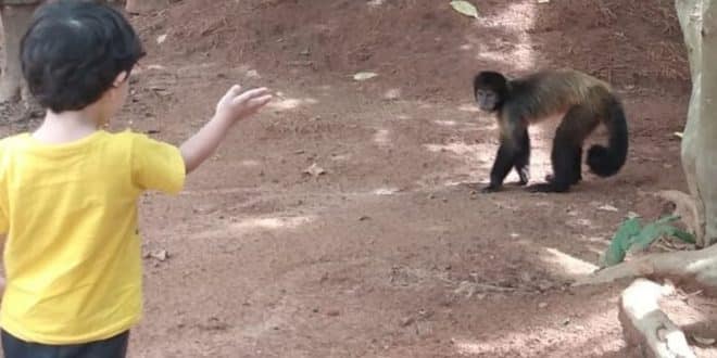 Montes Claros - Macaco foge de zoológico e vai parar em escola no bairro Morada do Parque - Foto: Lucyonara Paraíso