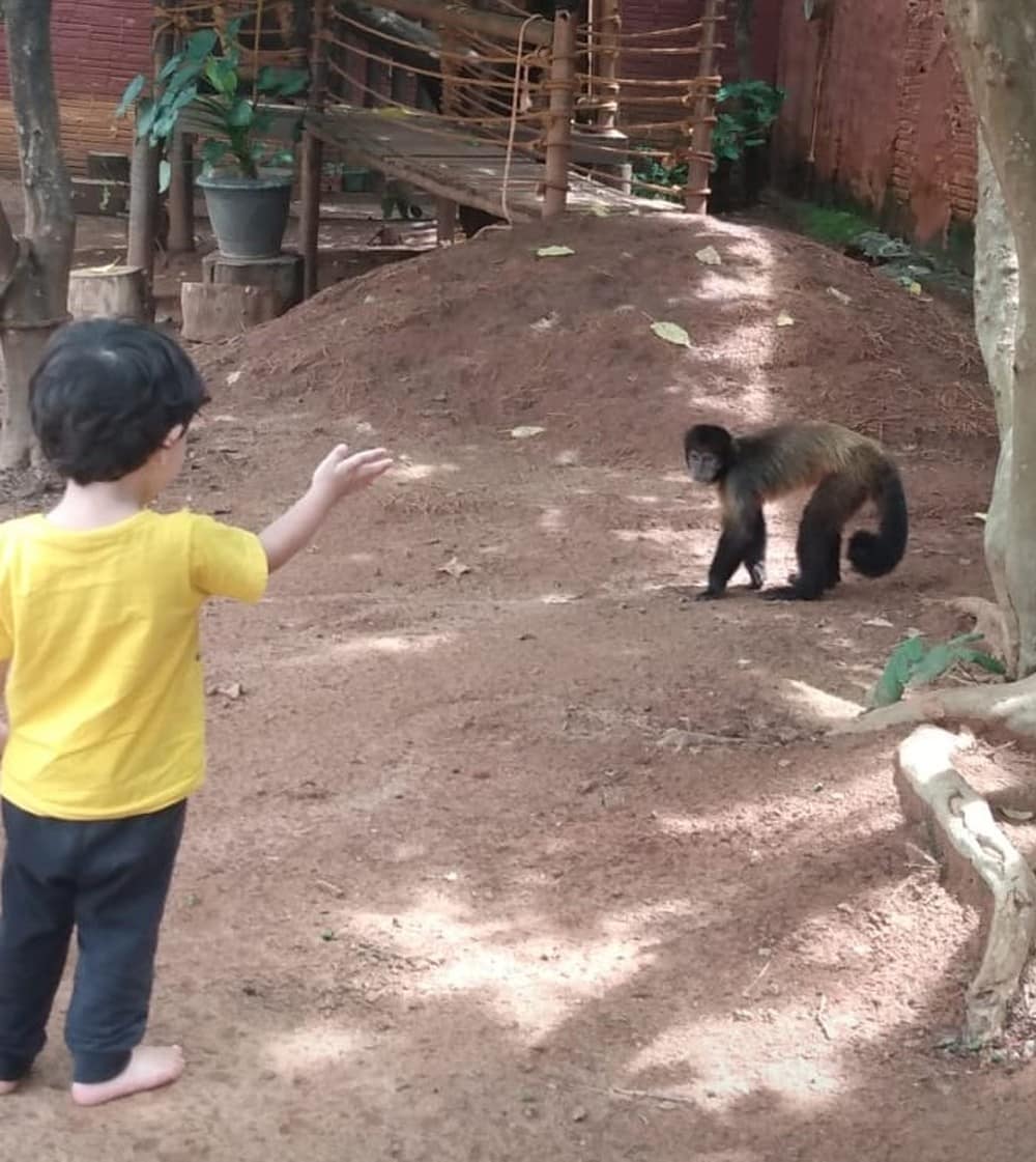 Montes Claros - Macaco foge de zoológico e vai parar em escola no bairro Morada do Parque - Foto: Lucyonara Paraíso
