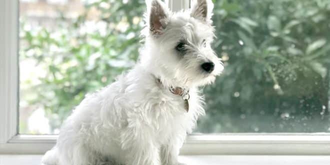 Cães de pelagem branca necessitam de cuidados especiais, entenda