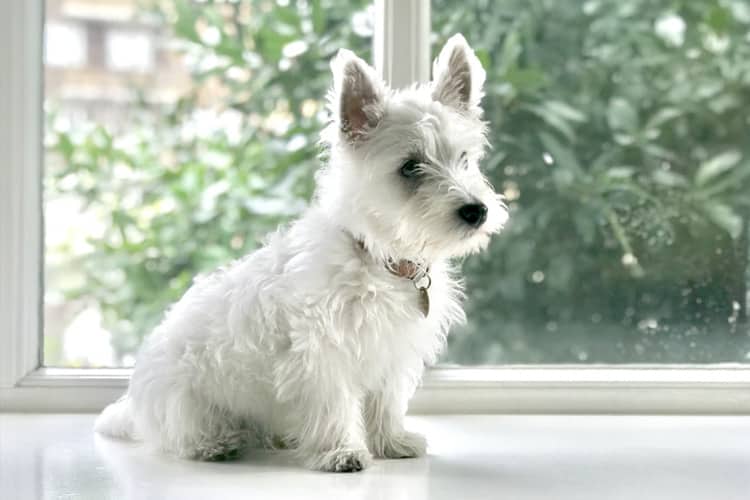 Cães de pelagem branca necessitam de cuidados especiais, entenda