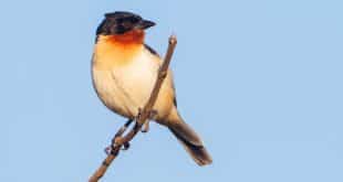 Conheça algumas espécies de pássaros que vivem no cerrado brasileiro