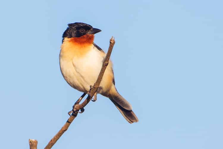 Conheça algumas espécies de pássaros que vivem no cerrado brasileiro