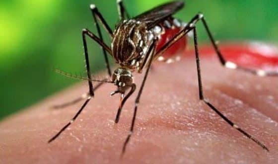 Norte de Minas - Josenópolis é a cidade com maior incidência de dengue