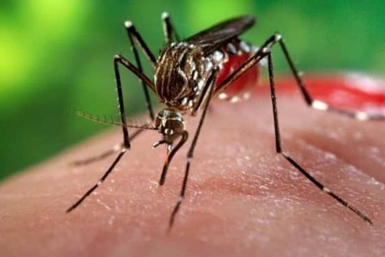 Norte de Minas - Josenópolis é a cidade com maior incidência de dengue