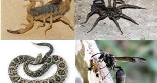Saúde - Animais Peçonhentos: o que fazer após uma picada