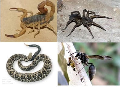Saúde - Animais Peçonhentos: o que fazer após uma picada