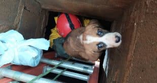 Montes Claros - Corpo de Bombeiros resgata um filhote de cachorro que havia caído dentro de um bueiro