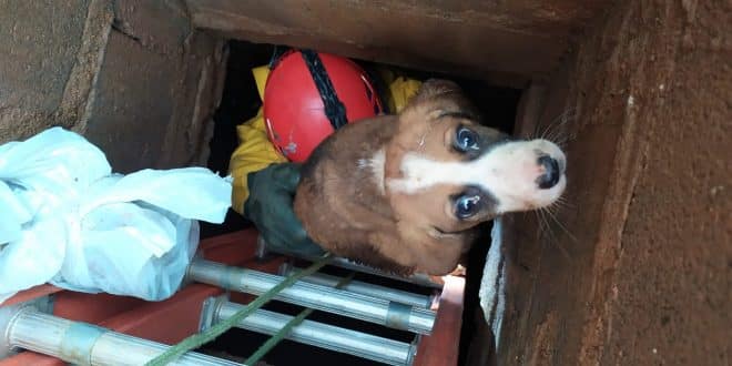 Montes Claros - Corpo de Bombeiros resgata um filhote de cachorro que havia caído dentro de um bueiro