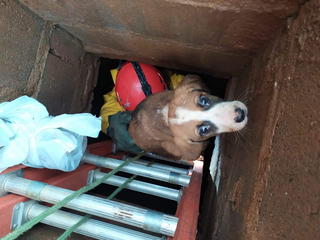 Montes Claros - Corpo de Bombeiros resgata um filhote de cachorro que havia caído dentro de um bueiro