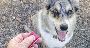 Como fazer a escolha do adestrador ideal?