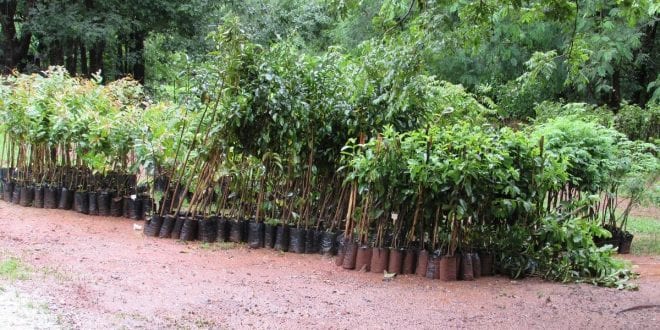 Montes Claros - Prefeitura de Montes Claros vai plantar mais mil mudas na cidade