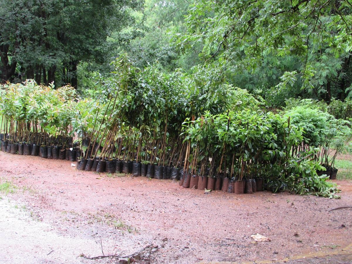 Montes Claros - Prefeitura de Montes Claros vai plantar mais mil mudas na cidade