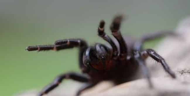 Aranhas sexualmente frustadas causam infestação