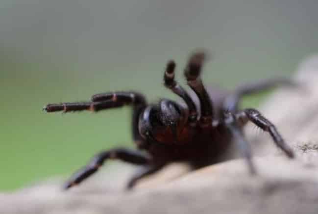 Aranhas sexualmente frustadas causam infestação